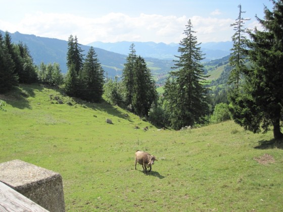 Kuh an der Jochstraße bei Hindelang