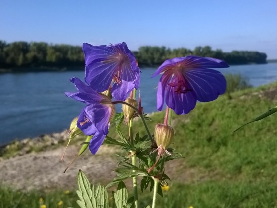 Feierabendfoto, hier am Rhein bei uns.....